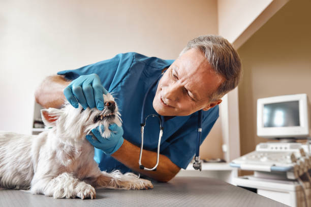 Best Emergency Dental Care for Broken or Chipped Teeth in Horseshoe Bend, AR